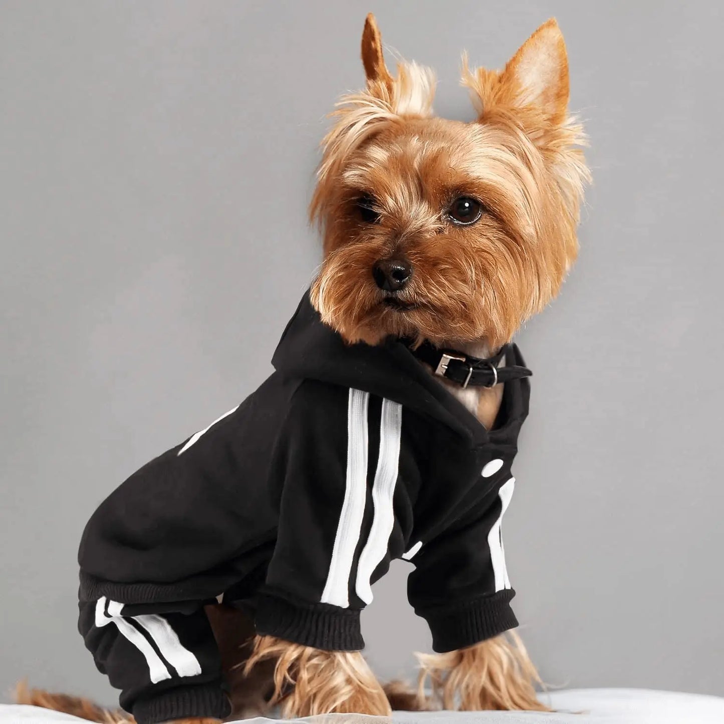 Adidog Dog Jumpsuit - Spring Sports Suit for Small Dogs - ZOOMNSTORE