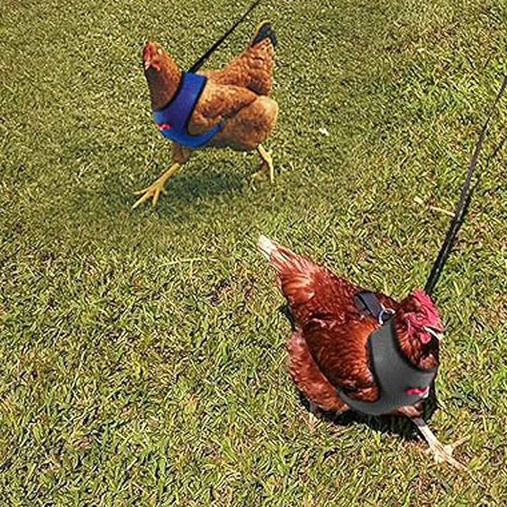 Adjustable Chicken Duck Harness Leash - Comfortable Small Pet Vest for Training and Walking - ZOOMNSTORE
