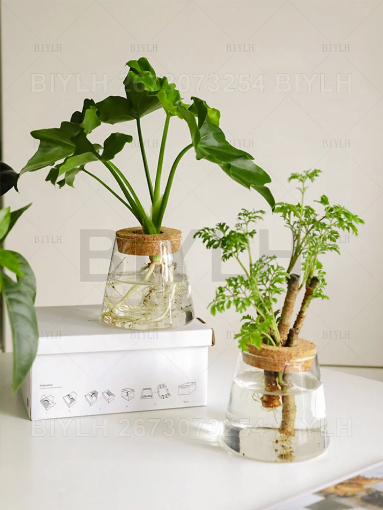 Hydroponic Glass Flower Pots - Transparent Small Vase with Base Tray for Home Decoration