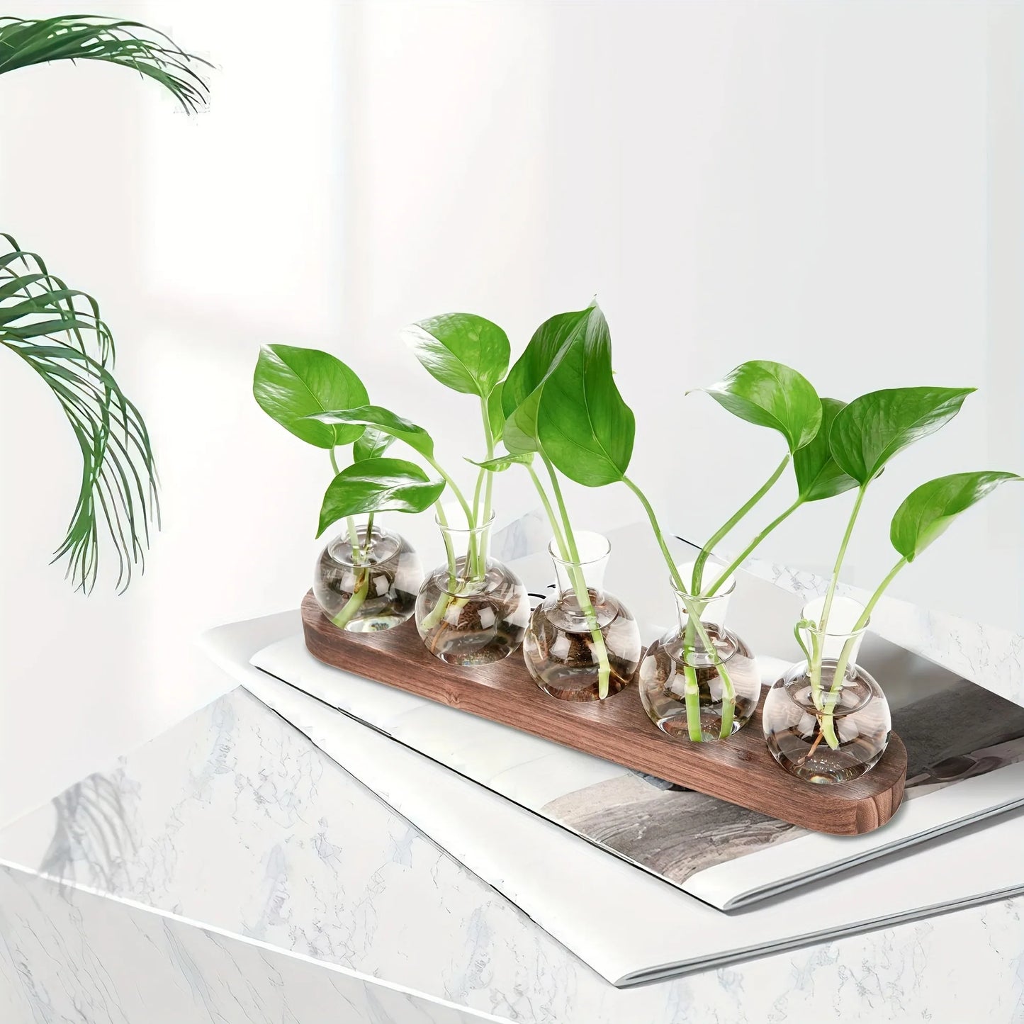 Modern Glass Terrarium with Wooden Tray - Indoor Hydroponics Propagation Station - ZOOMNSTORE