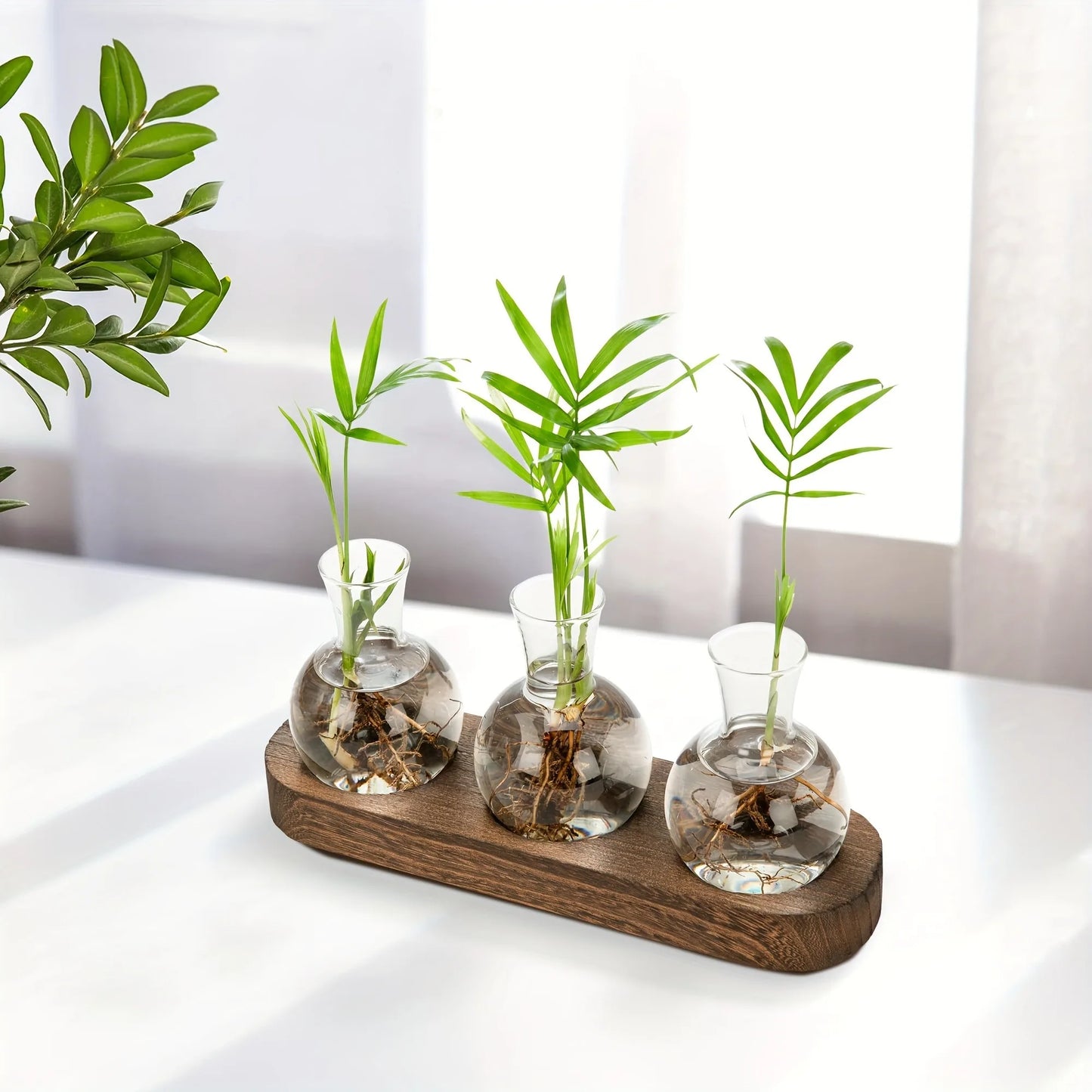 Modern Glass Terrarium with Wooden Tray - Indoor Hydroponics Propagation Station - ZOOMNSTORE
