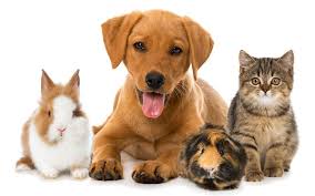 PETS ALL
