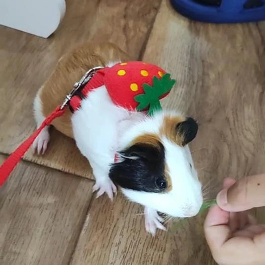 Cute Bunny Guinea Pig Harness  Leash Set - Small Animal Accessories - ZOOMNSTORE