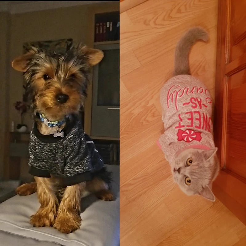 Chihuahua Dog Hoodie - Winter Costume for Small Dogs and Cats - ZOOMNSTORE