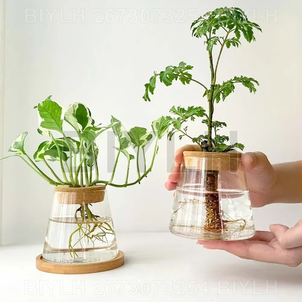 Hydroponic Glass Flower Pots - Transparent Small Vase with Base Tray for Home Decoration - ZOOMNSTORE