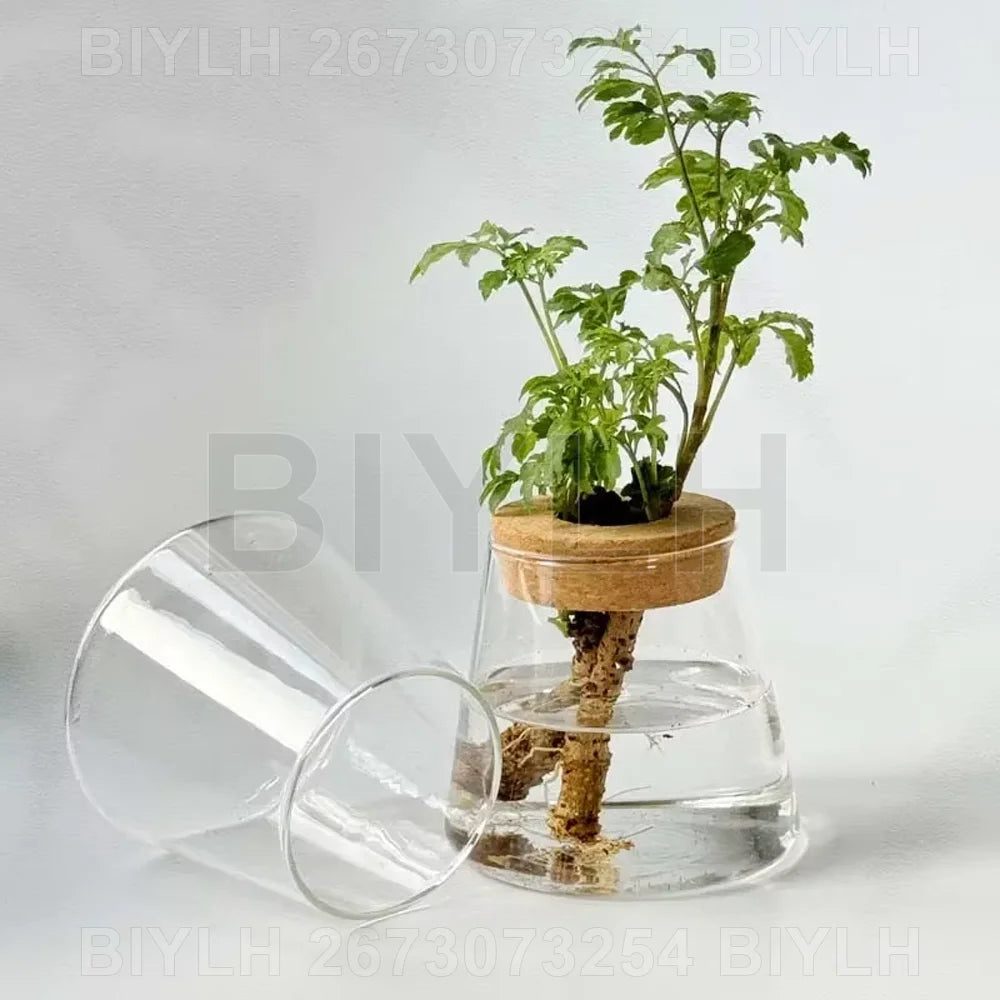 Hydroponic Glass Flower Pots - Transparent Small Vase with Base Tray for Home Decoration - ZOOMNSTORE