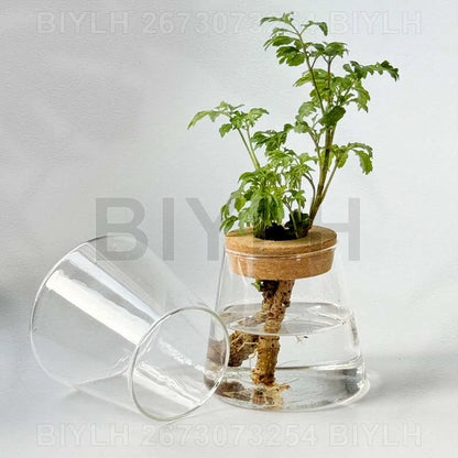 Hydroponic Glass Flower Pots - Transparent Small Vase with Base Tray for Home Decoration - ZOOMNSTORE