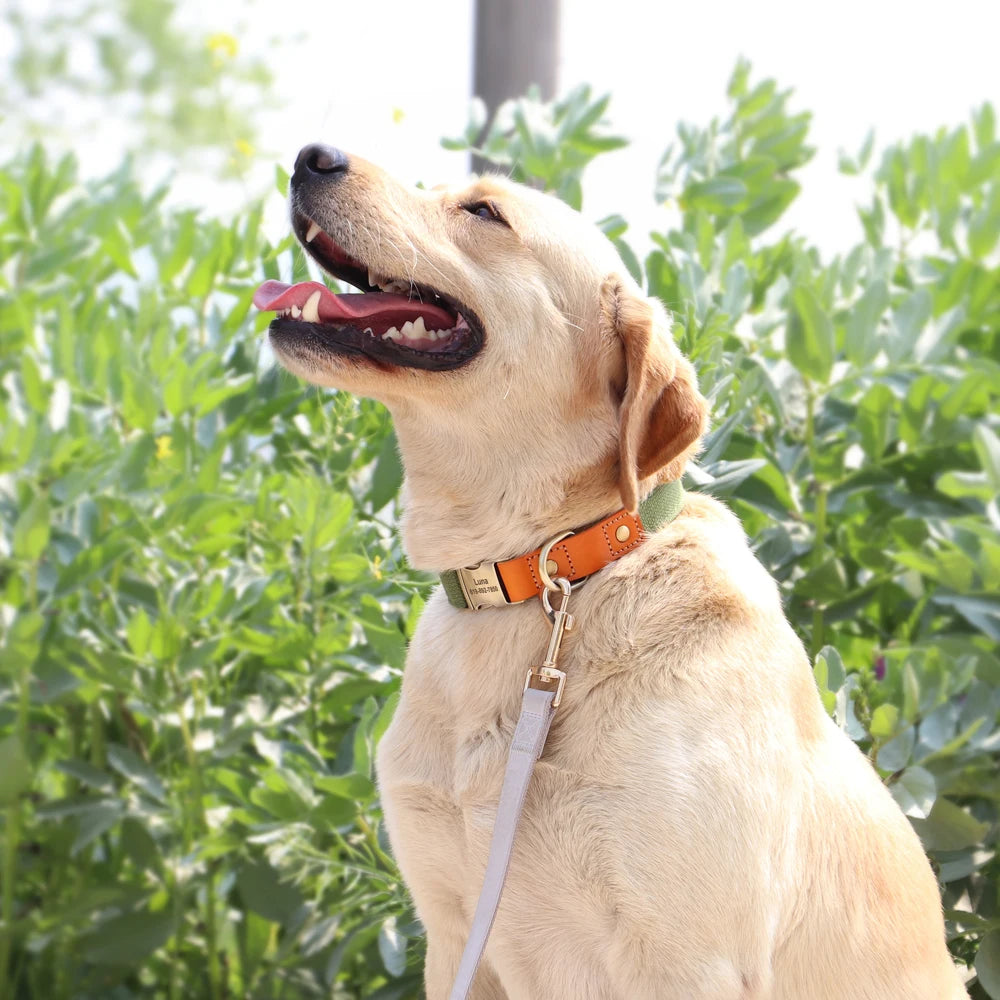 Personalized Nylon Dog Collar  Leash Set with Genuine Leather Nameplate - ZOOMNSTORE