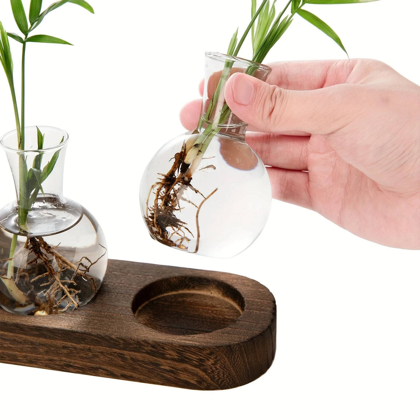 Modern Glass Terrarium with Wooden Tray - Indoor Hydroponics Propagation Station - ZOOMNSTORE
