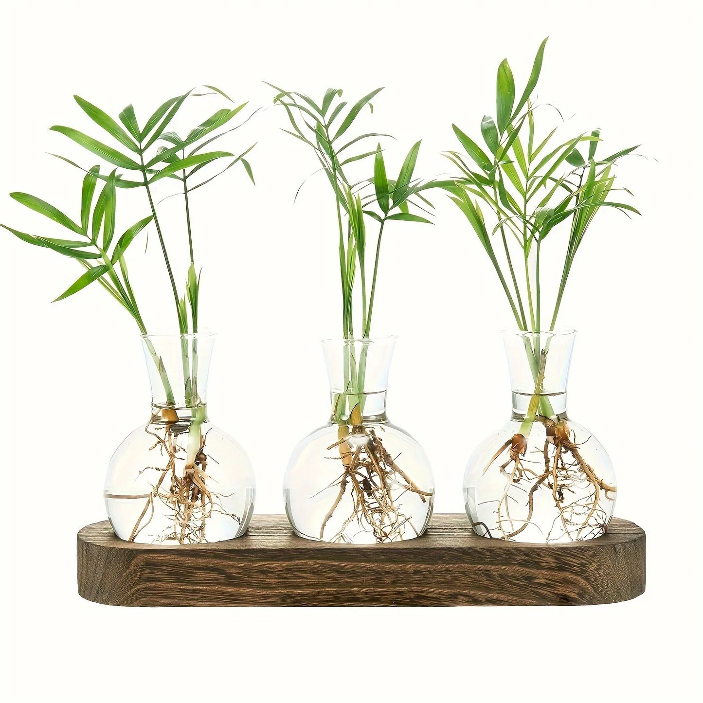 Modern Glass Terrarium with Wooden Tray - Indoor Hydroponics Propagation Station - ZOOMNSTORE