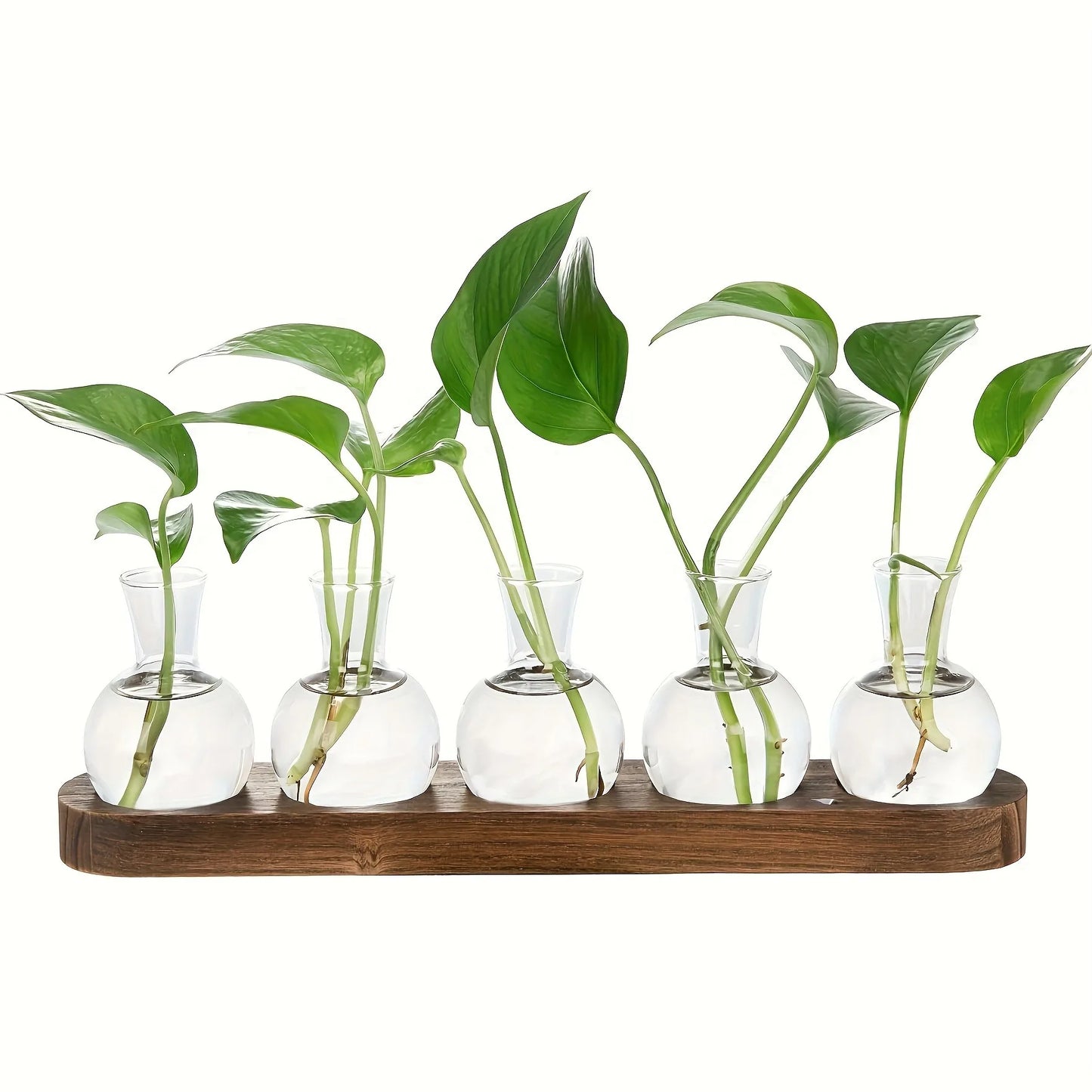 Modern Glass Terrarium with Wooden Tray - Indoor Hydroponics Propagation Station - ZOOMNSTORE