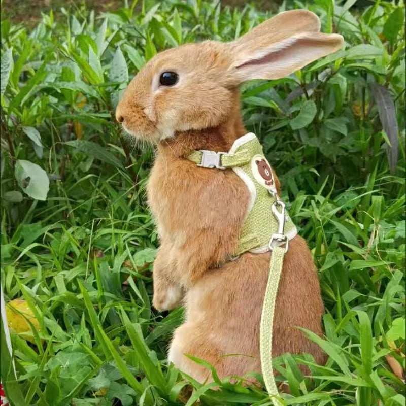 Cute Rabbit Harness and Leash Set - Bunny Vest for Outdoor Walking - ZOOMNSTORE