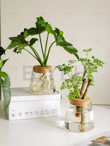 Hydroponic Glass Flower Pots - Transparent Small Vase with Base Tray for Home Decoration