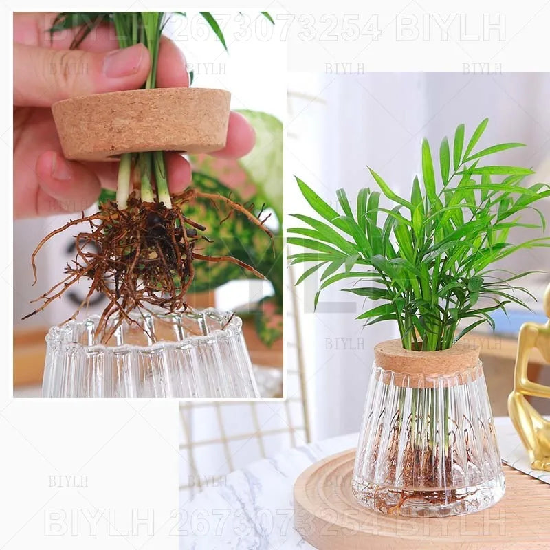 Hydroponic Glass Flower Pots - Transparent Small Vase with Base Tray for Home Decoration