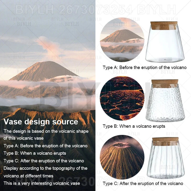 Hydroponic Glass Flower Pots - Transparent Small Vase with Base Tray for Home Decoration