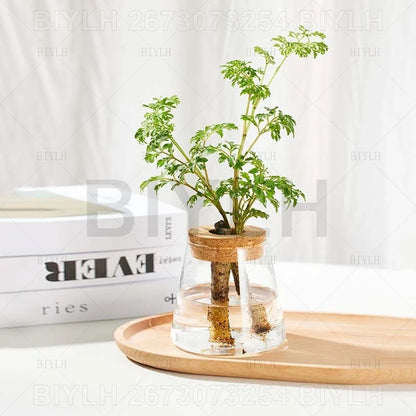 Hydroponic Glass Flower Pots - Transparent Small Vase with Base Tray for Home Decoration