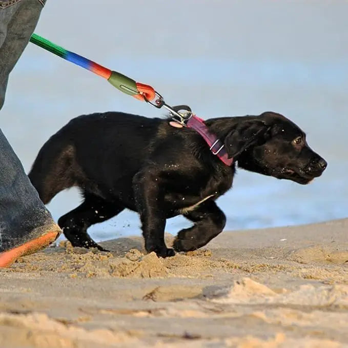 Adjustable Hands-Free Dog Leash, Suitable for Hiking, Walking, and Running - Reflective, Comfortable Elastic Leash in Various Colors (Orange, Pink, Black, Blue, Purple) - Durable Polyester Fiber, Machine Washable, Hiking Acce