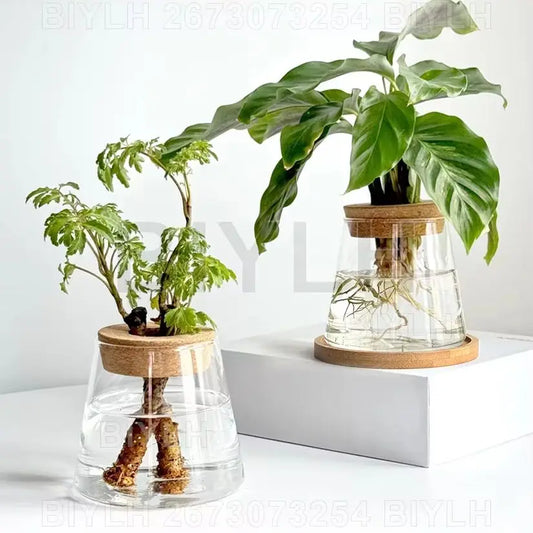 Hydroponic Glass Flower Pots - Transparent Small Vase with Base Tray for Home Decoration