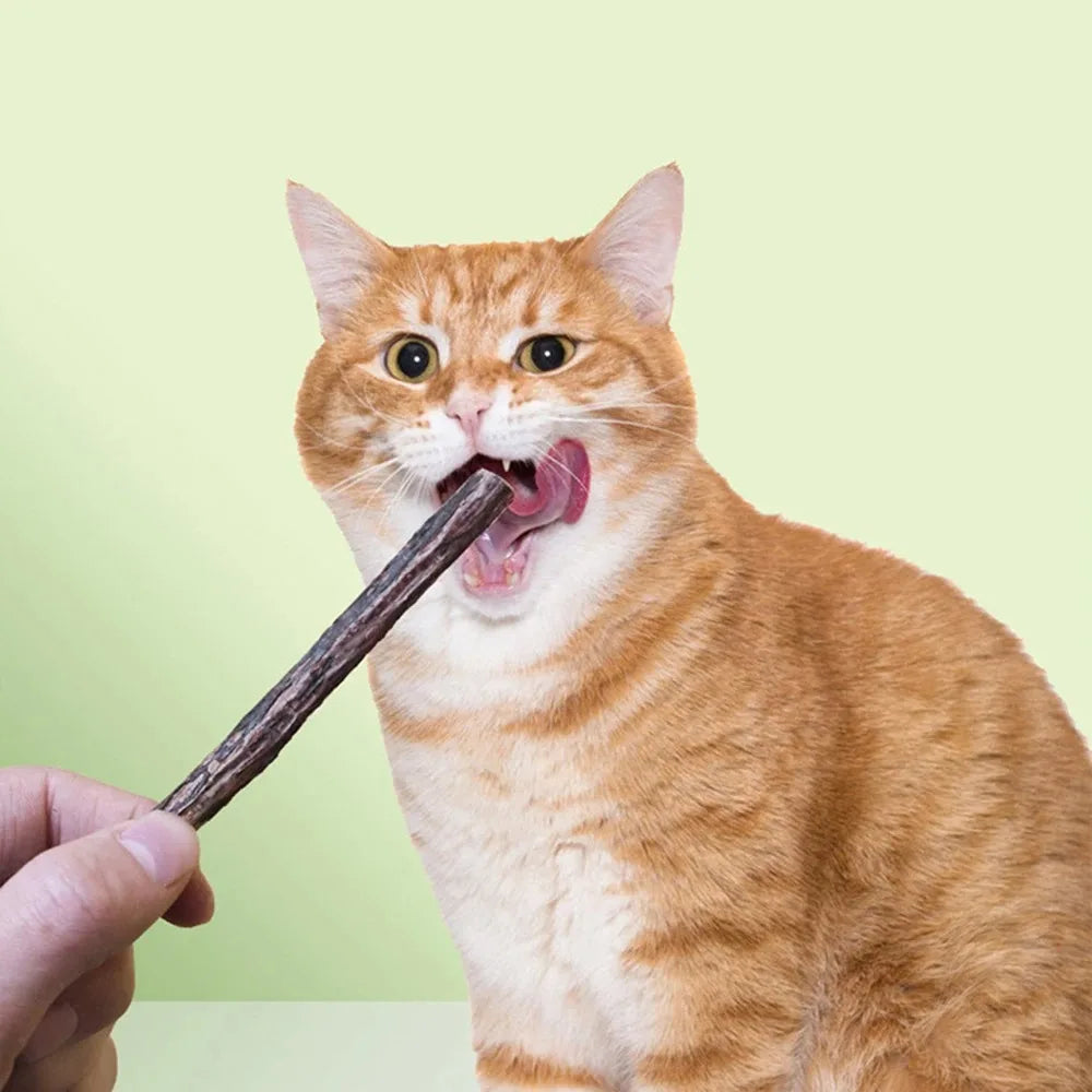 15pcs Natural Matatabi Cat Catnip Toy Kitten Molar Chew Stick Pet Cleaning Teeth Cat Treat Toy Actinidia Silvervine Pet Products