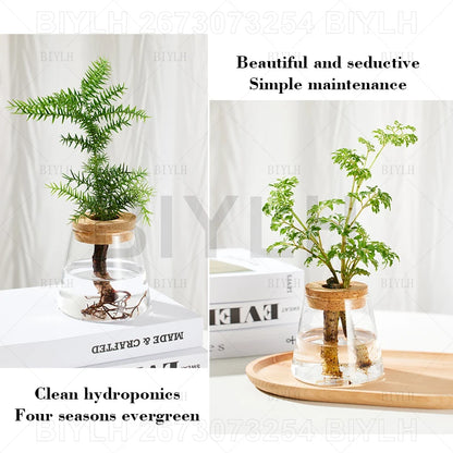 Hydroponic Glass Flower Pots - Transparent Small Vase with Base Tray for Home Decoration