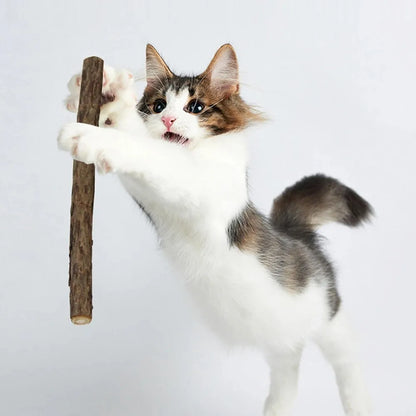 15pcs Natural Matatabi Cat Catnip Toy Kitten Molar Chew Stick Pet Cleaning Teeth Cat Treat Toy Actinidia Silvervine Pet Products