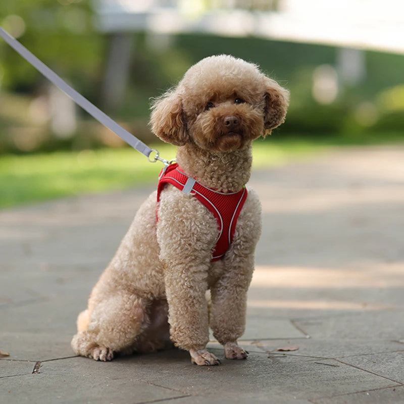 Small Dog Harness and Leash Set - Adjustable Puppy Vest for Bulldogs Chihuahuas and Pugs - ZOOMNSTORE