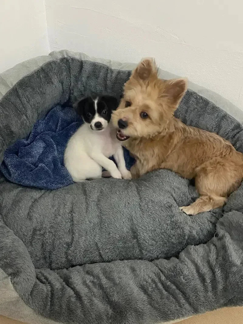 Soft Warm Dog Bed - Medium Large Cotton Dog Sofa with Plush Pet Cushion - ZOOMNSTORE