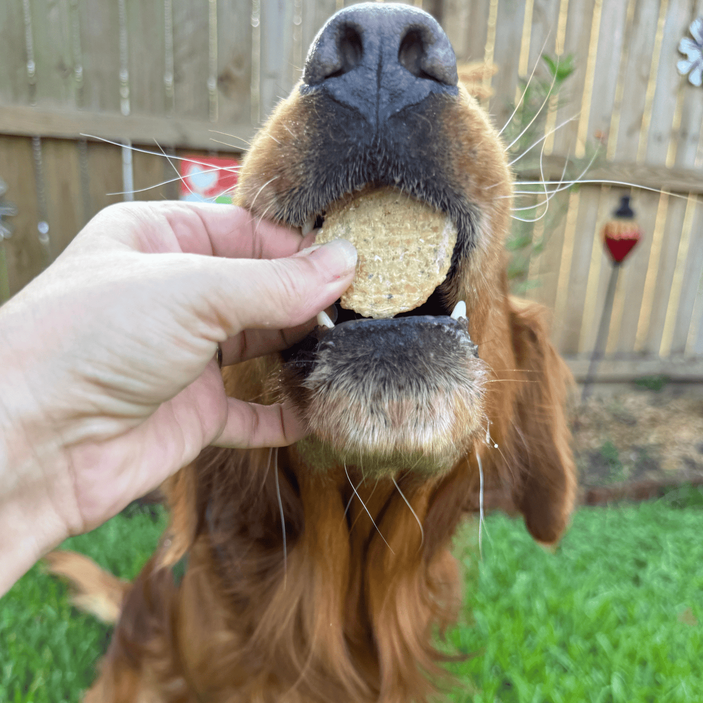 Fish Chips for Dogs | Wild-Caught Fish Dog Treats - ZOOMNSTORE